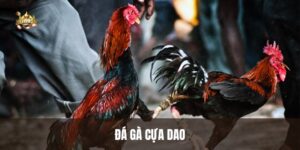 avt da ga cua dao