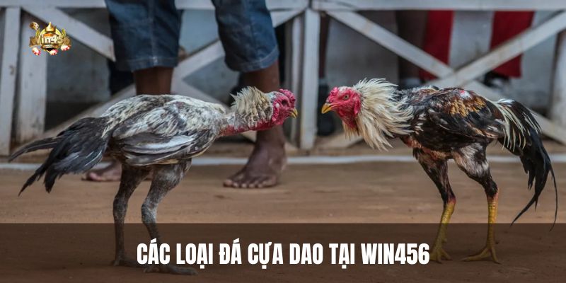 Các loại đá cựa dao tại Win456