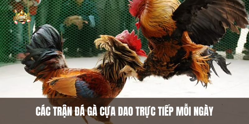 Các trận đá gà cựa dao trực tiếp mỗi ngày