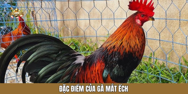 Đặc điểm của gà mắt ếch