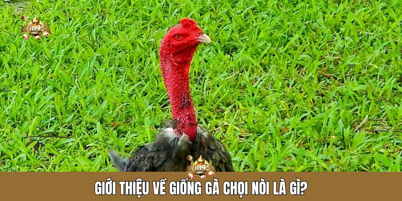 Giới thiệu về giống gà chọi nòi là gì?