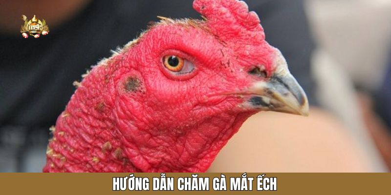 Hướng dẫn chăm gà mắt ếch