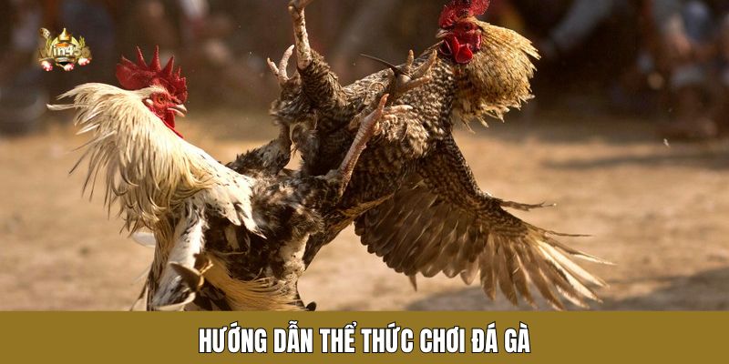 Hướng dẫn thể thức chơi đá gà