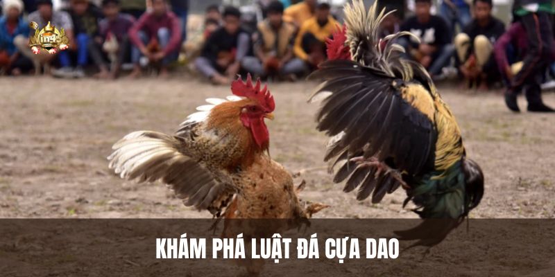 Khám phá luật đá cựa dao