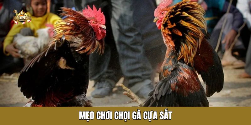 Mẹo chơi chọi gà cựa sắt