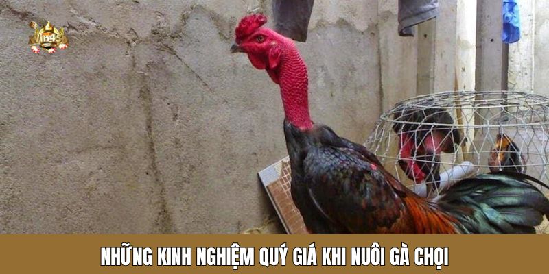 Những kinh nghiệm quý giá khi nuôi gà chọi