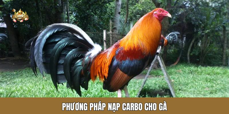 Phương pháp nạp carbo cho gà