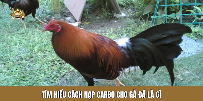 Tìm hiểu cách nạp carbo cho gà đá là gì