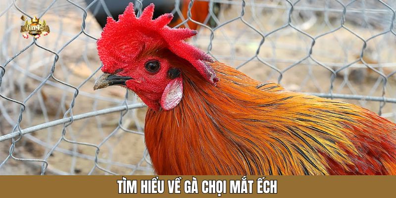 Tìm hiểu về gà chọi mắt ếch